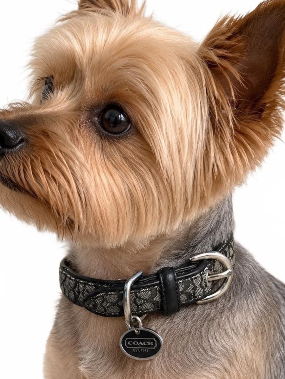 Coach Rare Black Signature Jacquard Authentic Dog Collar and Leash Set